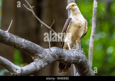 Colombien (Aegithalos caudatus) im Peruanischen Amazonas Dschungel Stockfoto