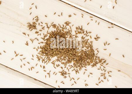 Menge ganze trocknen Kümmel Früchte flatlay auf weißem Holz Stockfoto
