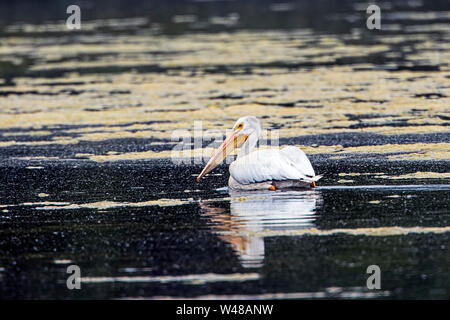 Ein weißes amerikanisches Pelikan ist schwimmen im Wasser bei Turnbull Wildlife Refuge in Cheney, Washington. Stockfoto