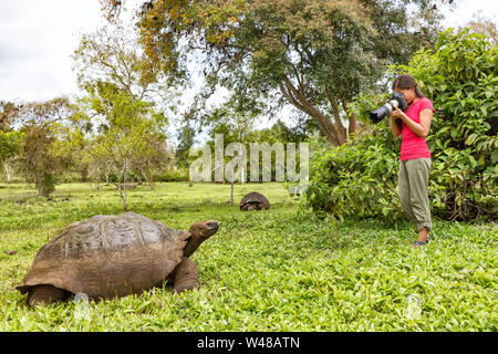 Galapagos Riesenschildkröte und Fotograf touristische Frau auf der Insel Santa Cruz, Galápagos-Inseln. Tiere wildlife Foto der Schildkröte im Hochland von Galapagos, Ecuador, Südamerika. Stockfoto