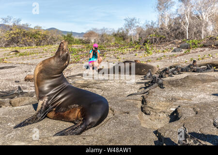 Galapagos Seelöwen und Meerechsen und Wildlife Naturfotografen Tourist auf Galapagos Inseln unter Foto auf Galapagos Abenteuer Reisen, Puerto Egas (Egas port) Insel Santiago, Ecuador Stockfoto