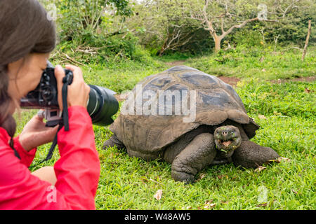 Naturfotograf und touristische auf Galapagos Inseln fotografieren Riesenschildkröte. Tiere Tierwelt lustiges Foto von Schildkröte in den Highlands, Isla Santa Cruz, Galapagos, Ecuador, Südamerika Stockfoto