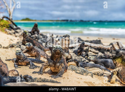 Galapagos wildlife endemischen Tieren der Insel Isabela von Puerto Villamil. Meeresechsen entspannen auf Algen vulkanischen Felsen am Strand von Islas Galapagos. Reisen Landschaft. Stockfoto