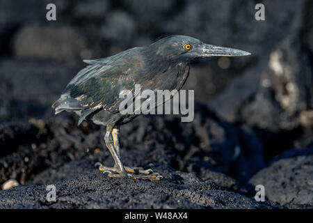 Lava Heron aka Galapagos Heron auf Galapagos Inseln Nahrungssuche und fangen und Essen auf Tortuga Bay, Insel Santa Cruz. Erstaunlich vogel Tiere Tierwelt Natur von Galapagos, Ecuador. Stockfoto