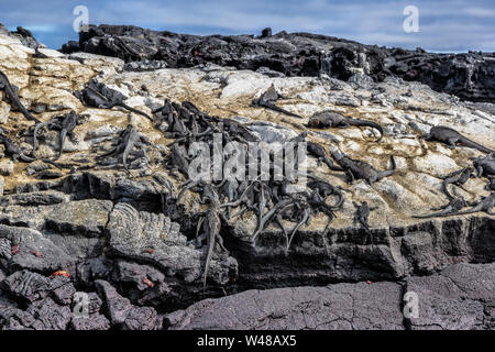 Galapagos Meeresechsen schlafen auf vulkangestein von Fernandina Insel der Islas Galapagos. Viele kleine iguana Tiere ruhen. Unberührte Wildnis auf Galapagos Inseln Stockfoto