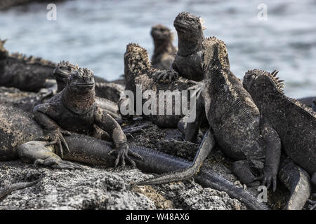 Galapagos Mariner Leguan - Leguane wärmen in der Sonne auf den vulkanischen Felsen auf Fernandina Insel, Espinoza. Erstaunliche Tierwelt Tiere auf Galapagos, Ecuador. Stockfoto