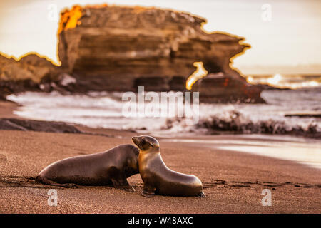 Galapagos Seelöwen auf Galapagos Inseln. Sea lion pup und Erwachsener bei Sonnenuntergang am Strand in Puerto Egas (Egas port) Insel Santiago, Ecuador. Galapagos Inseln Kreuzfahrt Reiseziel. Stockfoto