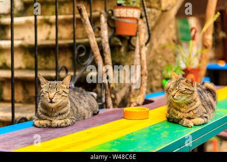 Zwei streunenden Wilde streunende Katzen auf einem Tisch im Restaurant in Budva, mittelalterliche Altstadt mit Mediterranen Steinhaus im Hintergrund in Montenegro, Balkan Stockfoto