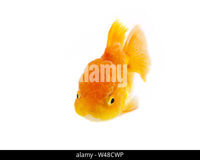 Goldfisch auf weißem Hintergrund, Gold Fish, dekorative Aquarienfische, Gold Fish. Isolation auf der weißen Stockfoto