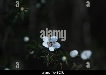 Manuka Blume von Knospen und Blättern umgeben Stockfoto