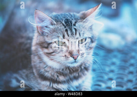 Portrait der Sibirischen Katze, blau getönt Stockfoto