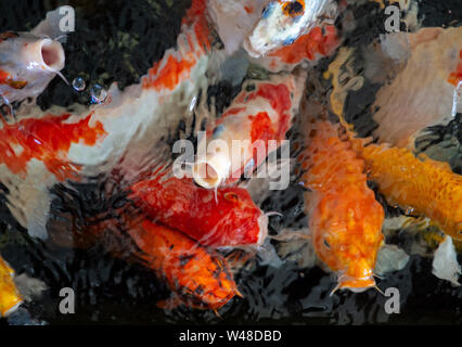 Bunte Lust auf Karpfen Fische, Koi Fisch, Fisch Japanisch schwimmen (Cyprinus carpio) schönen Farbvarianten natürliche organische Stockfoto