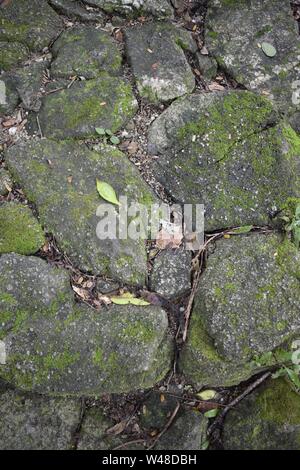 Moosige Oberfläche der Steinboden, Straße im Dschungel Stockfoto
