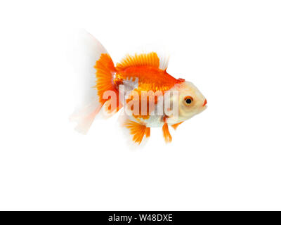 Goldfisch auf weißem Hintergrund, Gold Fish, dekorative Aquarienfische, Gold Fish. Isolation auf der weißen Stockfoto