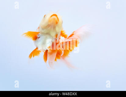 Goldfisch auf weißem Hintergrund, Gold Fish, dekorative Aquarienfische, Gold Fish. Isolation auf der weißen Stockfoto