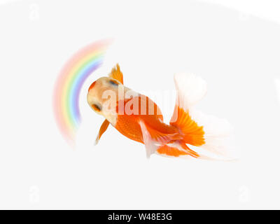 Goldfisch mit Regenbogen auf weißem Hintergrund, Gold Fish, dekorative Aquarienfische, Gold Fish. Isolation auf der weißen Stockfoto