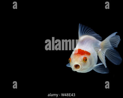 Goldfisch auf schwarzem Hintergrund, Gold Fish, dekorative Aquarienfische, Gold Fish. Isolation auf der Schwarzen. Stockfoto