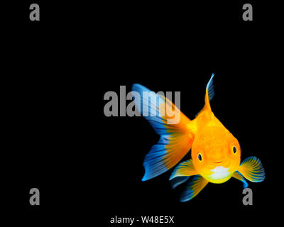 Lächelnd Goldfisch auf schwarzem Hintergrund, Goldfisch auf schwarzem Hintergrund, Gold Fish, dekorative Aquarienfische, Gold Fish. Isolation auf der Schwarzen. Stockfoto