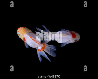 Duo Goldfisch auf schwarzem Hintergrund, zwei Goldfische, dekorative Aquarienfische, Gold Fish. Isolation auf der Schwarzen. Stockfoto