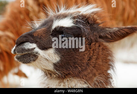 Ein junger Lama schaut sich um draußen zum ersten Mal Stockfoto