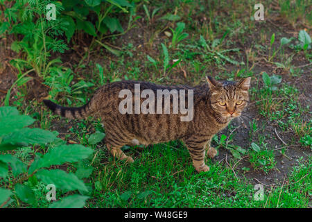 Heimatlose Katze sitzt auf der Straße einer Stadt warten auf ein Lebensmittel Stockfoto