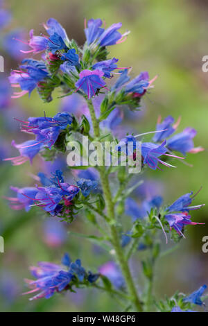 Vipers bugloss (Echium vulgare), Nahaufnahme der Blüte Stockfoto