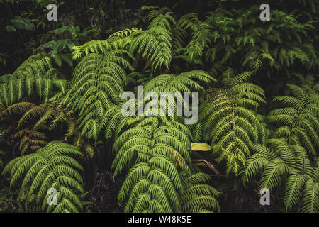 Grünen farn Pflanzen in einem Wald auf Sao Miguel, Azoren, Portugal Stockfoto