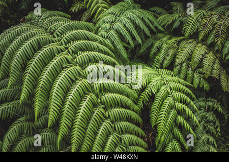 Grünen farn Pflanzen in einem Wald auf Sao Miguel, Azoren, Portugal Stockfoto