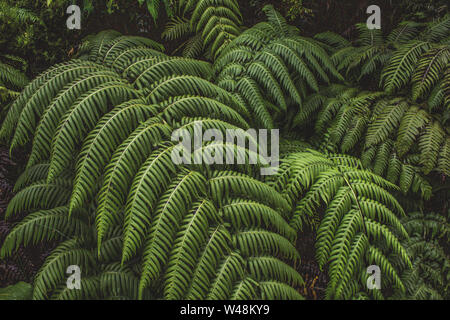 Grünen farn Pflanzen in einem Wald auf Sao Miguel, Azoren, Portugal Stockfoto