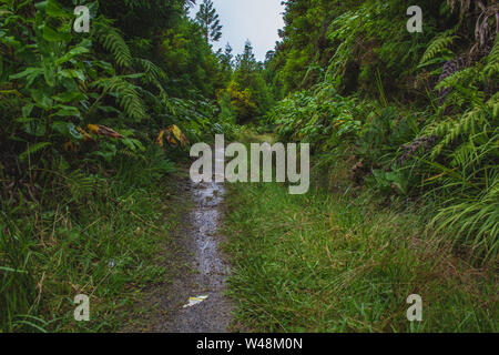 Wanderweg in einem Wald auf Sao Miguel, Azoren, Portugal Stockfoto