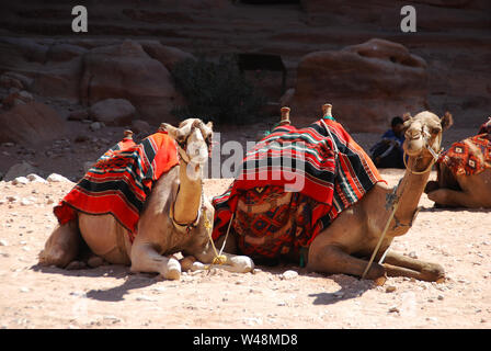 Kamele in der verlorenen Stadt Patra, Jordanien Stockfoto