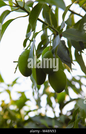 Nahaufnahme von rohen Mangos am Baum Stockfoto