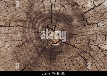 Abstrakte Nahaufnahme der Querschnitt der Baumstamm. Vintage Baumstumpf Muster. Holz- Hintergrund. Der leere Raum. Hintergrund. Textur von Braun stumpf. Leeren Raum. Stockfoto