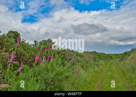 DAVA ART TRAIL Moray in Schottland IM SOMMER FINGERHUT Digitalis purpurea AM UFER DER FUSSWEG Stockfoto