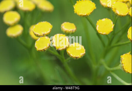 Nahaufnahme der Rainfarn (Tanacetum vulgare), auch bekannt als gemeinsame Tansy, bitter, bitter, Kuh oder goldene Knöpfe Stockfoto