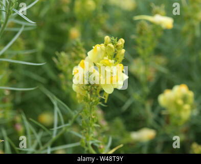 Nahaufnahme der Linaria vulgaris, Namen sind gemeinsame Toadflax, gelb Toadflax oder Butter und Eiern, blühen im Sommer Stockfoto