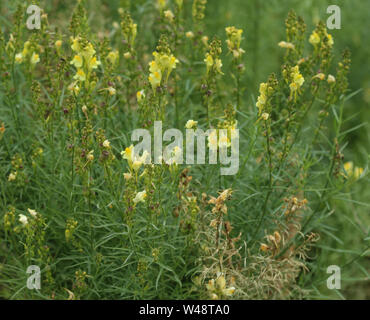 Nahaufnahme der Linaria vulgaris, Namen sind gemeinsame Toadflax, gelb Toadflax oder Butter und Eiern, blühen im Sommer Stockfoto