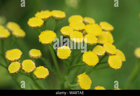 Nahaufnahme der Rainfarn (Tanacetum vulgare), auch bekannt als gemeinsame Tansy, bitter, bitter, Kuh oder goldene Knöpfe Stockfoto