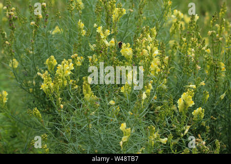 Nahaufnahme der Linaria vulgaris, Namen sind gemeinsame Toadflax, gelb Toadflax oder Butter und Eiern, blühen im Sommer Stockfoto