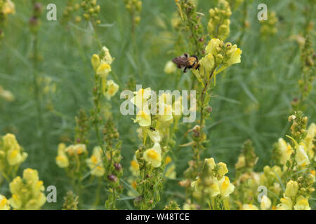 Nahaufnahme der Linaria vulgaris, Namen sind gemeinsame Toadflax, gelb Toadflax oder Butter und Eiern, blühen im Sommer Stockfoto