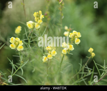 Nahaufnahme der Linaria vulgaris, Namen sind gemeinsame Toadflax, gelb Toadflax oder Butter und Eiern, blühen im Sommer Stockfoto