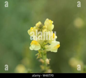 Nahaufnahme der Linaria vulgaris, Namen sind gemeinsame Toadflax, gelb Toadflax oder Butter und Eiern, blühen im Sommer Stockfoto