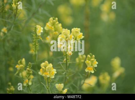 Nahaufnahme der Linaria vulgaris, Namen sind gemeinsame Toadflax, gelb Toadflax oder Butter und Eiern, blühen im Sommer Stockfoto