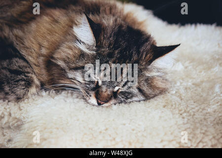 Adorable schlafen graue Katze. Grau kitty hält ein Nickerchen. Die Katze liegt auf weißen flauschigen Decke. Leeren Raum für Text, Platz für Text. Mürrische Katzen. Konzept Konzeptionell. Stockfoto