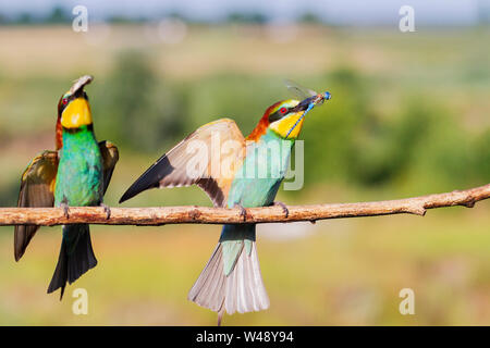 Schönen wilden Vögeln offenen Flügeln sitzen auf einem Ast, wilde Natur Stockfoto