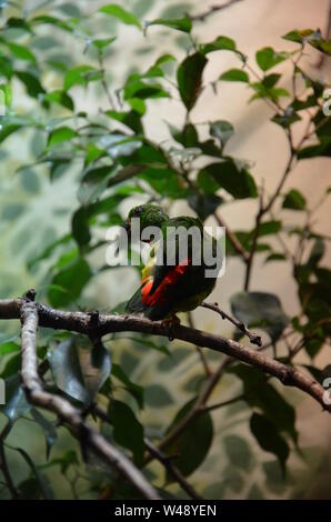 Grüne bunter Vogel (Vernal hängenden Parrot) Stockfoto