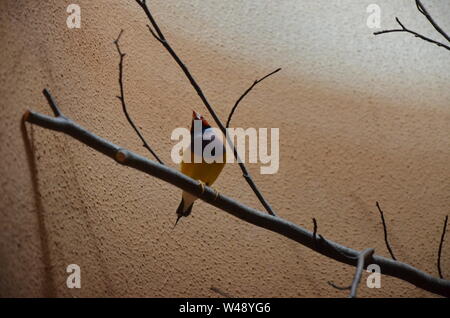 Gouldian Finch (Erythrura gouldiae) Stockfoto