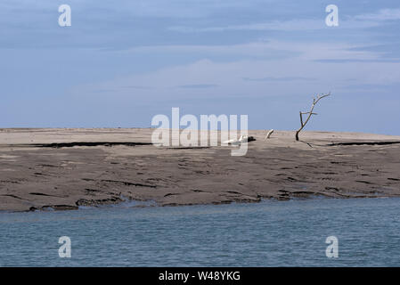 Toter Baum auf einer Sandbank an der Mündung des Rio Platana, l Panama Stockfoto