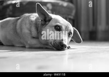 Trauriger Hund auf dem Boden zu Hause liegen in Schwarz und Weiß Stockfoto