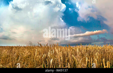 Panorama von einem Weizenfeld gegen einen bewölkten Himmel Stockfoto